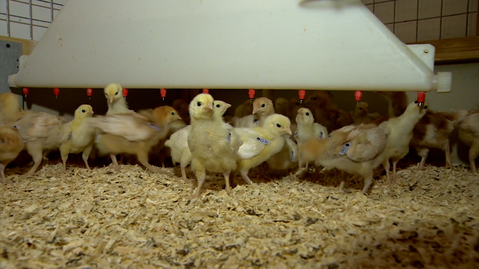 New poultry legislation targets avian flu and relief for farmers